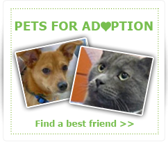 Pets for adoption. Find a best friend.