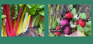 A photo of various vegetables grown by the Horticulture Department.