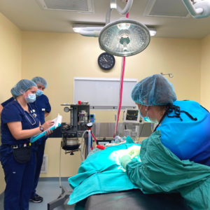 Dr. Amy Brown preforms a surgical neuter procedure in the surgical lab with the help of two practicing veterinary technician students. The students, dressed in navy scrubs, carefully monitor the patients health during the procedure. 