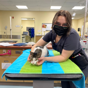 A student in the Veterinary Technician program looks up at the camera with a smile while holding an adult cat on a medical table for a health check-up. 