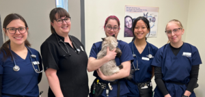 Students from the vet tech program dressed in scrubs holding a cat