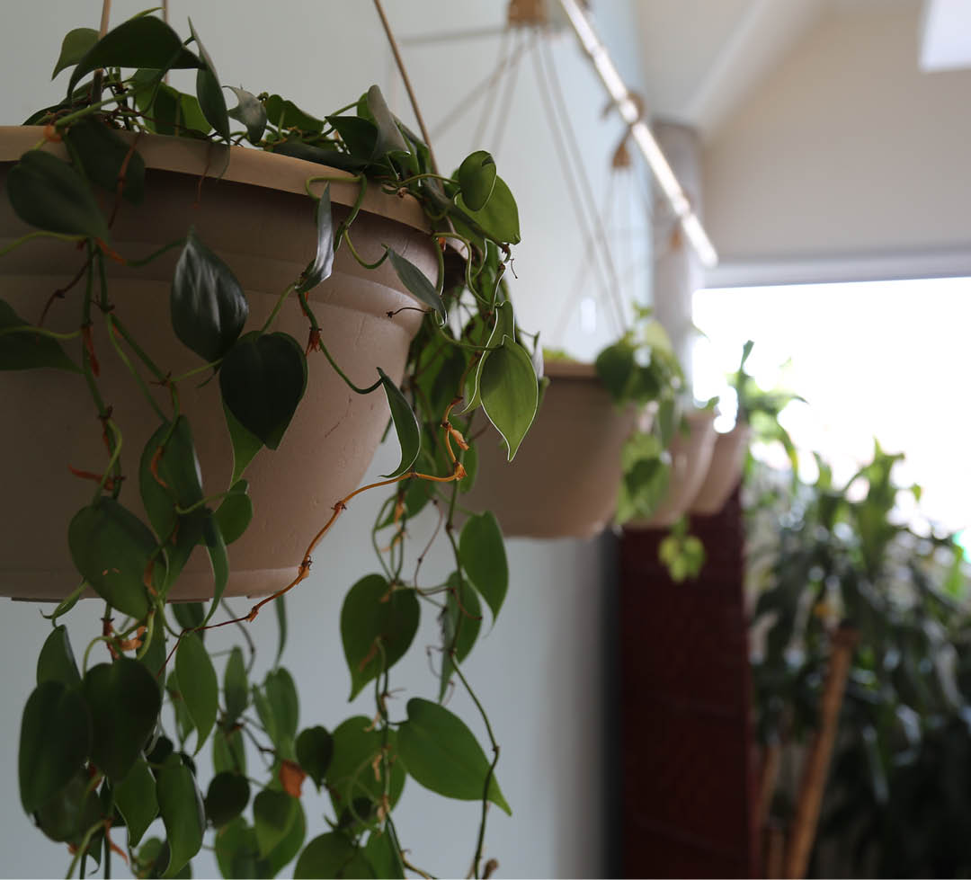 Photo of hanging plants in the Spiritual Centre. 