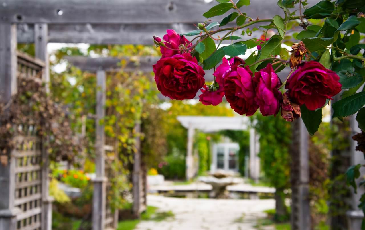 Hort Flowers - School of Media & Design