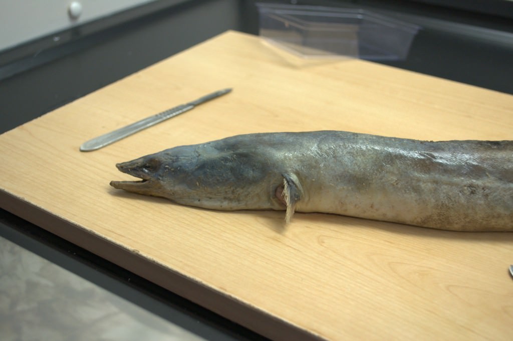 American eel - Pembroke Campus
