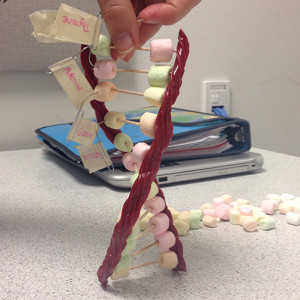 A female hand holding up a DNA model made of licorice and marshmallows 