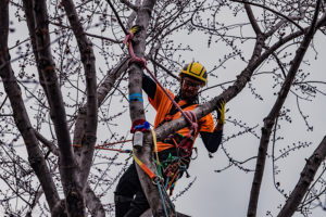Urban Forestry - Arboriculture, Tree Climbing Competition, Algonquin College, Pembroke