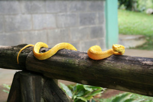 Snake, costa Rica, Algonquin College