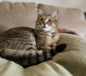cocoa the brown tabby sitting on a couch looking sweet